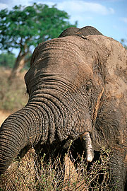 Picture 'KT1_26_29 African Elephant, Elephant, Tanzania, Tarangire'